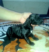 /album/skys-gallery-/black-bitch-jpg2/